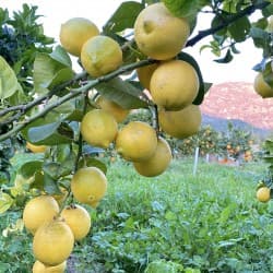 Citronnier Lime de Tahiti