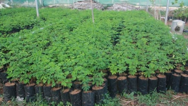 Pépinière forestière Agro Innovations